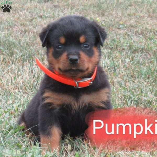 Pumpkin, Rottweiler Puppy